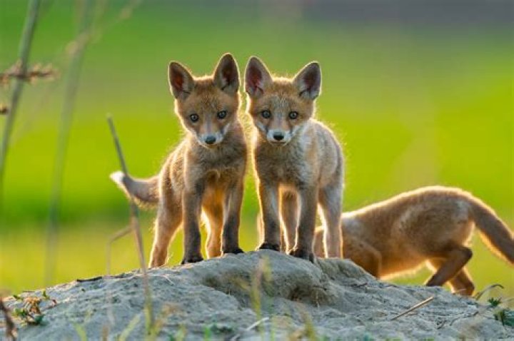 2 Babies 1 Fox: Finding Wonder in a Wild Moment