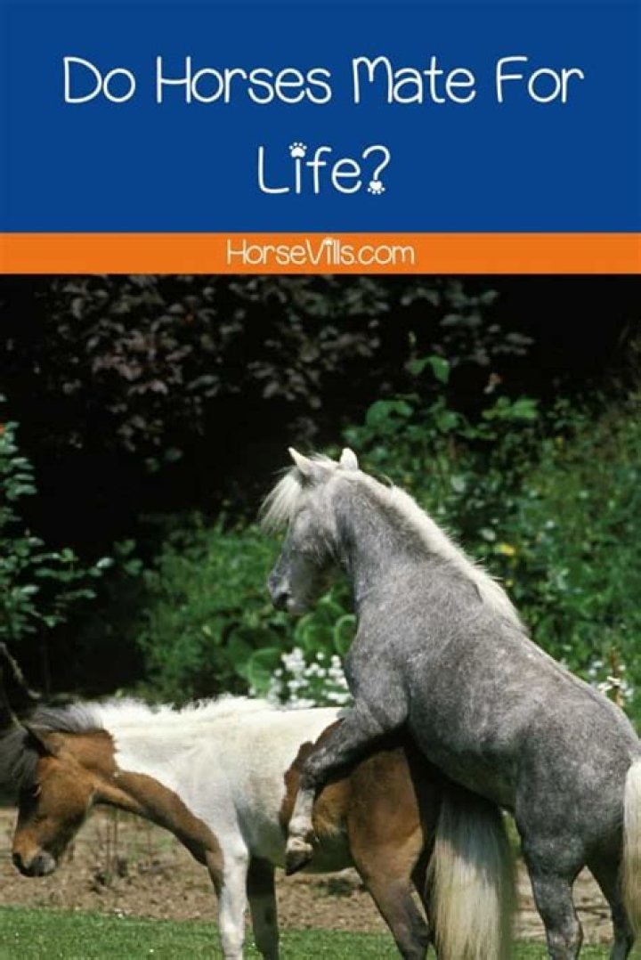 Achieving Horses Mating Successful: A Guide for Enthusiasts