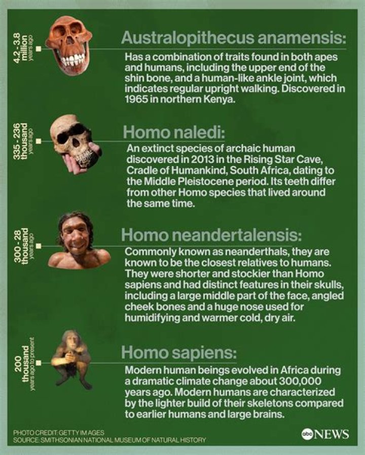 Are Humans Asymmetrical? Unpacking Our Body's Hidden Truths