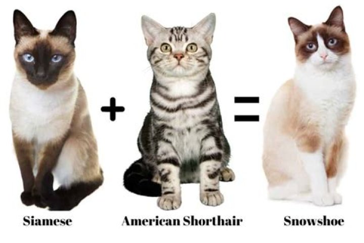 Discover the Snowshoe Cat: A Guide to This Unique and Loving Breed