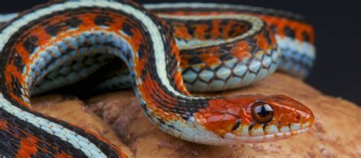 Discovering the King Snake: A Complete Guide for Reptile Lovers