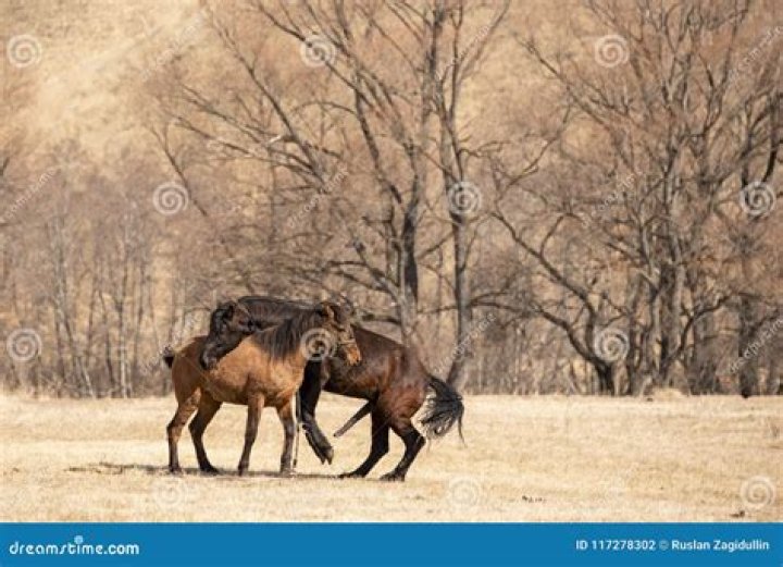 Exploring Horse Mating: A Detailed Look at Equine Reproduction