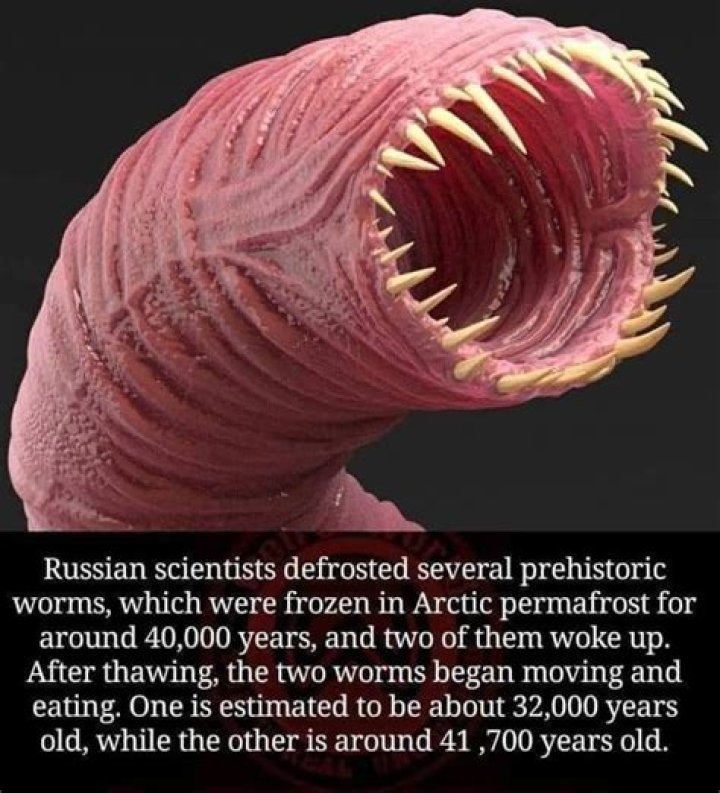 Is the Alaskan Bull Worm Real? Separating Fact from Deep-Sea Fiction