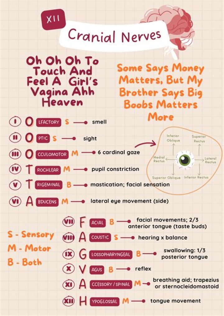 Mnemonic Magic: Cranial Nerve Function Secrets & More!