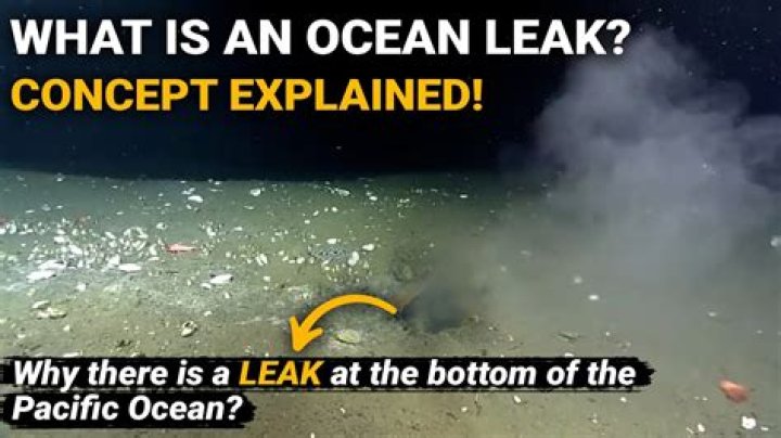 @paleseafoam of Leaks: What This Digital Handle Means for Online Information