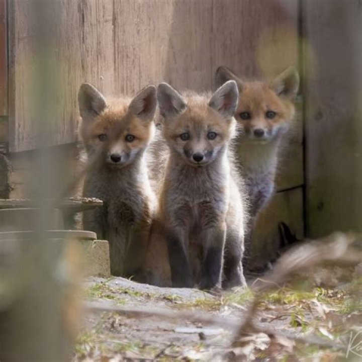 The Sweet Charm of the Two Babies One Fox Comic: A Heartwarming Discovery