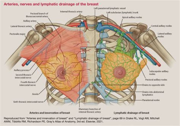 Understanding 3 Boobs: Natural Occurrences and Surgical Stories