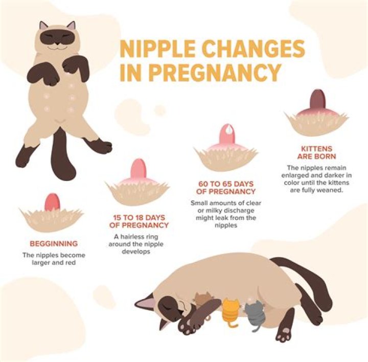 Understanding Baby Nicols: A Gentle Look at Early Life and Care