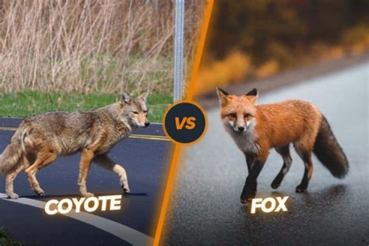 Understanding Coyote Shivers: A Look at His Life and Notable Connections