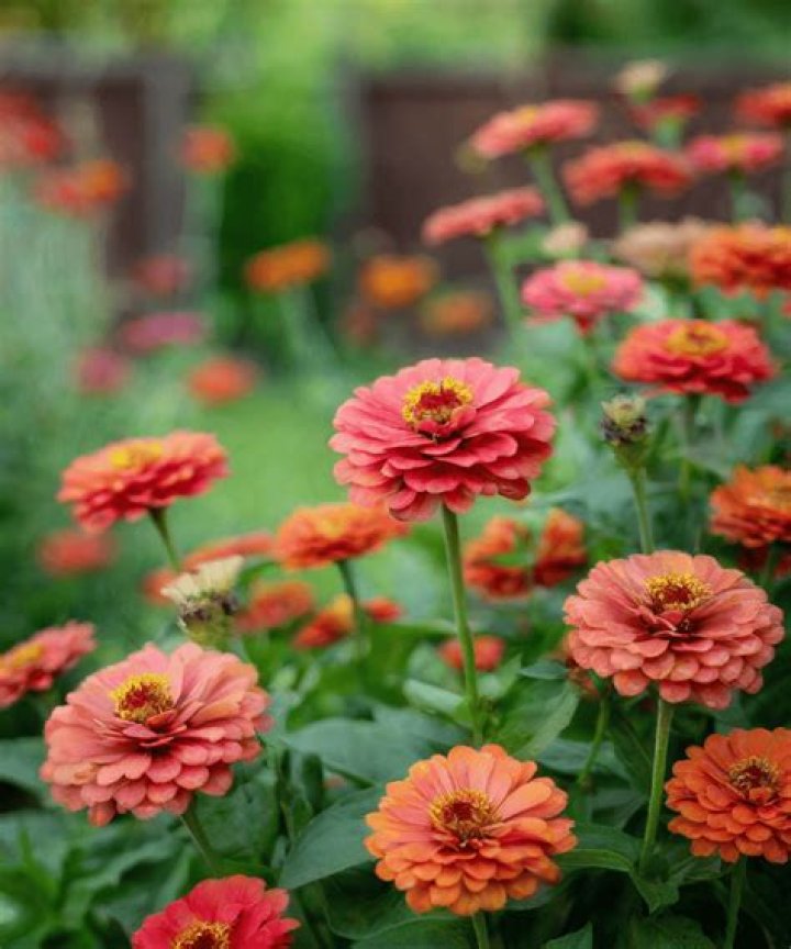Understanding Daisy Destruction: When Cheerful Blooms Become a Garden Challenge