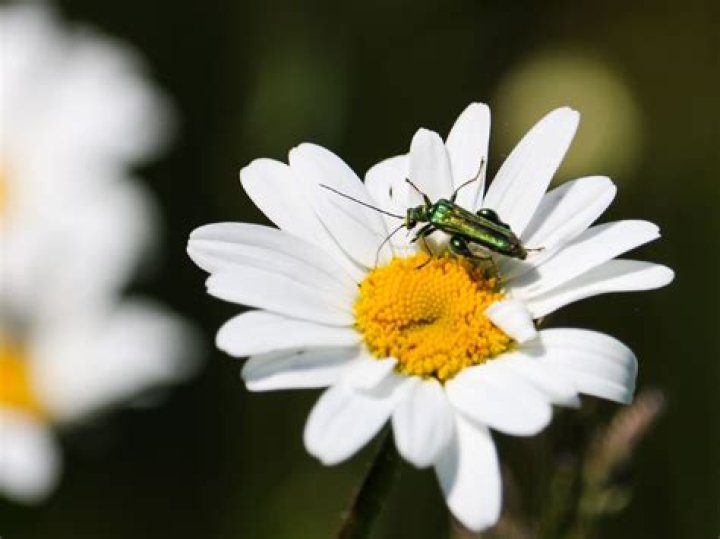 Understanding Daisy Distruction: Managing Wild Blooms and Garden Challenges Today