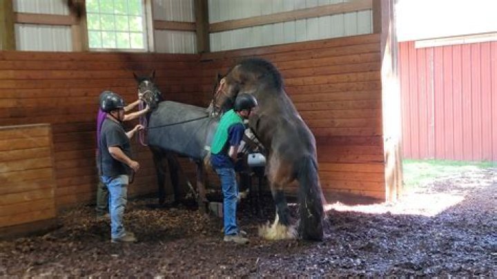 Understanding Horse Mating: A Look at Equine Reproduction