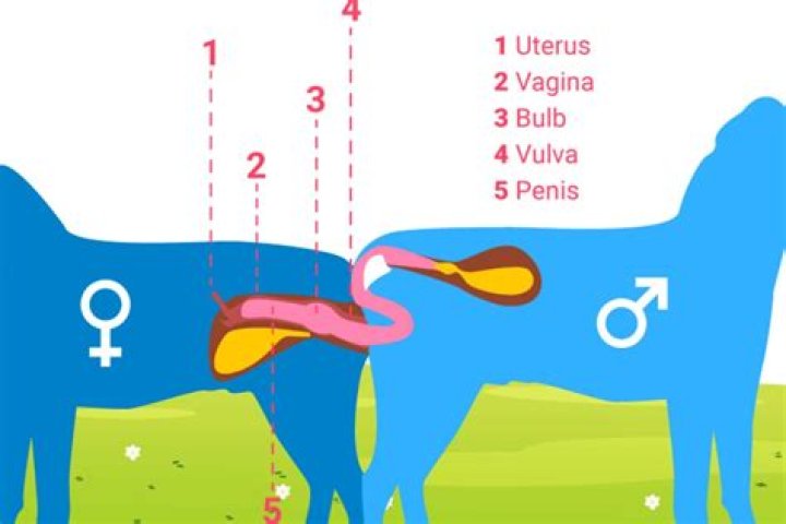 Understanding Male and Female Horse Mating: A Natural Process