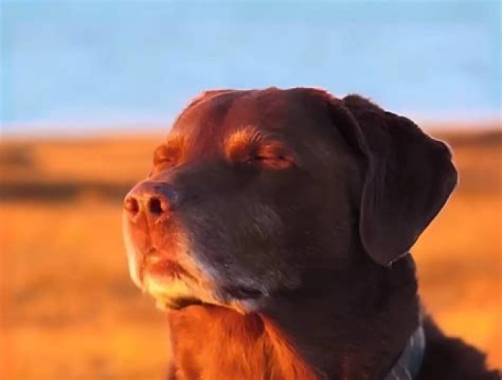 Unpacking the Dog Closing Eyes Meme: Its Meaning and Viral Journey