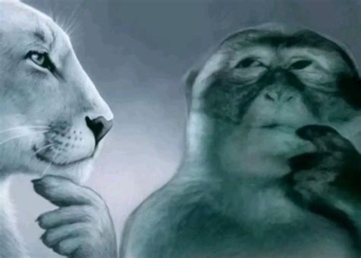 Unpacking the **Monkey Lion Meme**: Your Guide to Internet's Favorite Contrast