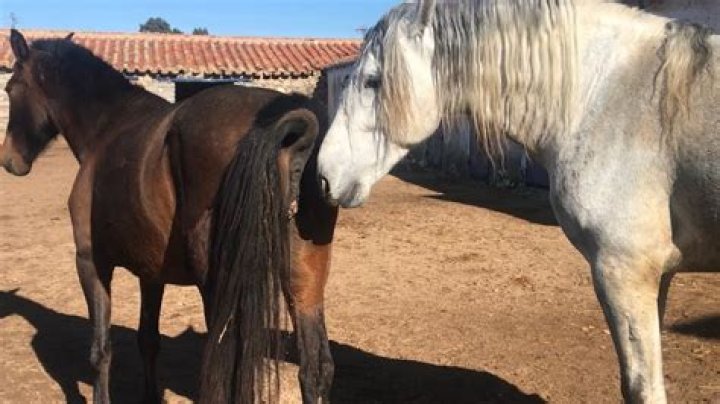 Witnessing Horse Mating Naturally: A Deep Look at Equine Instincts Today